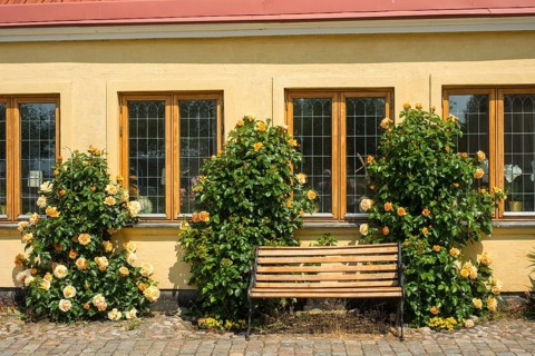 Old house with roses on a tiny street in the small town of Ystad