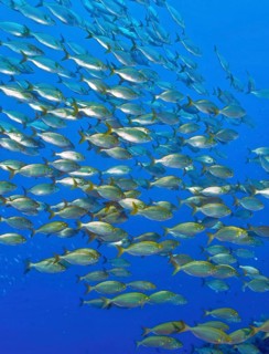 Shoal of fish