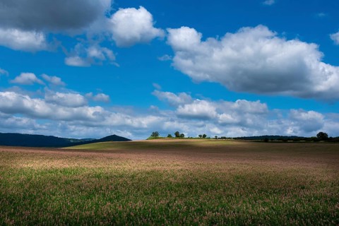 Alfalfa field in Limagne plain