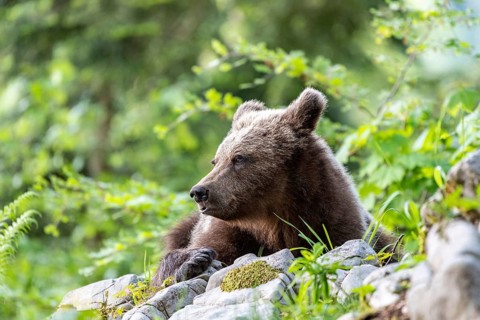 European brown bear (Ursus arctos arctos)