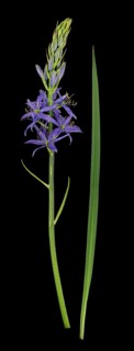Camassia quamash (Camassia quamash)