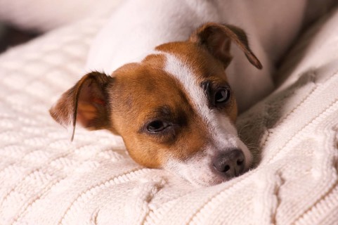 Jack russell terrier dog portrait on pillow
