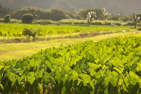 Hanalei valley and taro fields on kauai