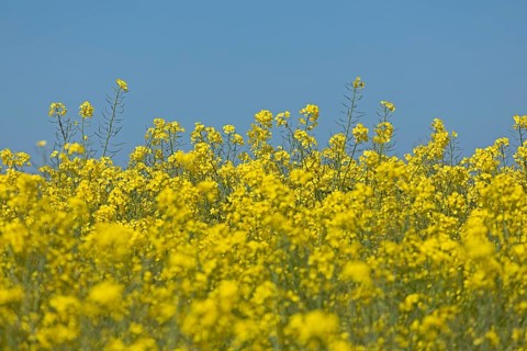 Rape field near Luetjenbrode