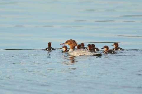 Common merganser (Mergus merganser) or goosander mother with her youngsters swimming in danubia river