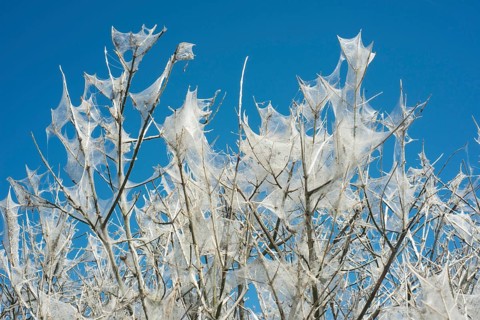 Insect damage by Ermine butterfly (Yponomeutidae) in Ystad