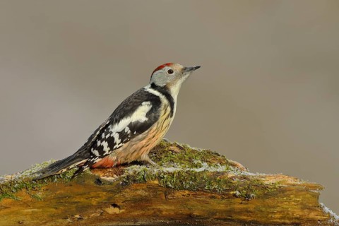 Middle spotted woodpecker (Dendrocopos medius)