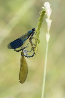 Banded demoiselles (calopteryx splendens) mating wheel on blade of grass