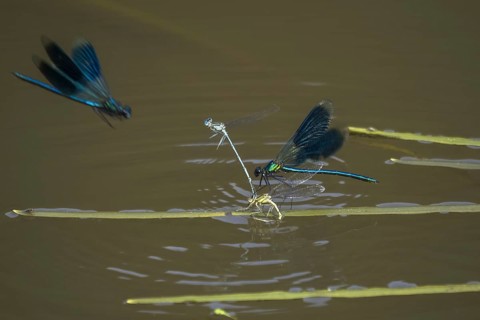 Banded demoiselles (calopteryx splendens)