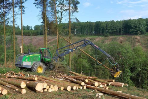 Harvester harvesting spruce infested with Grained spruce bark beetle (Cryphalus abietis)