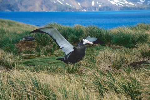 First flight of a juvenile Wandering Albatross (Diomedea exulans)