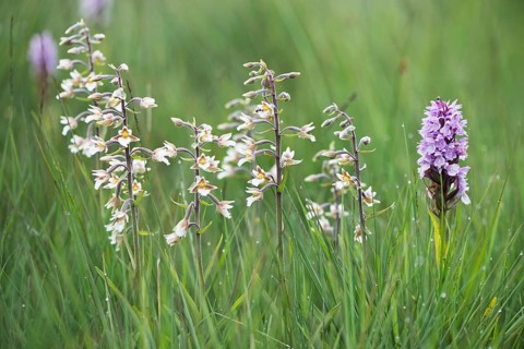 Moorland spotted orchid (Dactylorhiza maculata) and marshwort Marsh Helleborine (Epipactis palustris)