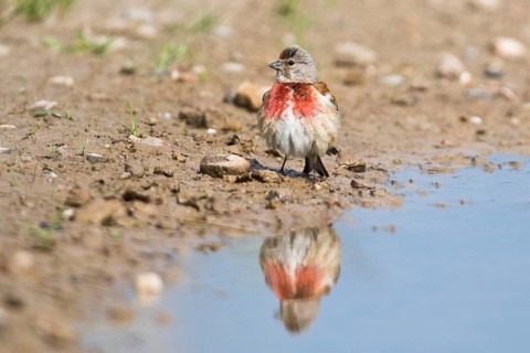 Linnet (Carduelis cannabina)