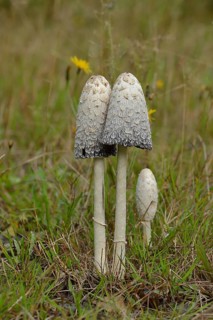 Shaggy ink caps (Coprinus comatus)