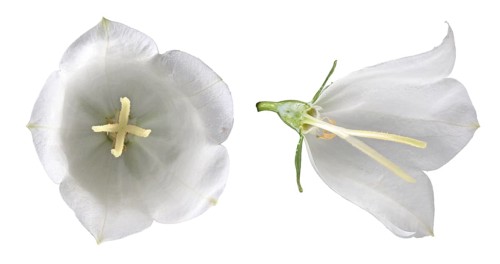 Peach-leaved bellflower (Campanula persicifolia)