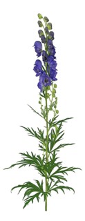 Monkshood (Aconitum napellus)