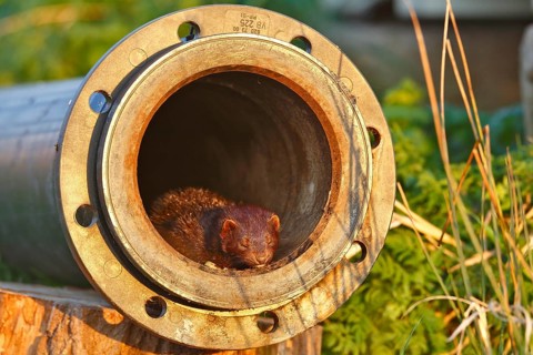 American Mink (Neovison vison) (Syn.: Mustela vison) sunbathing in a drainage pipe