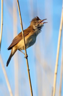 Great Reed Warbler (Acrocephalus arundinaceus) at the singing place on a reed stalk