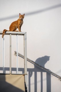 Tabby cat sitting on railing