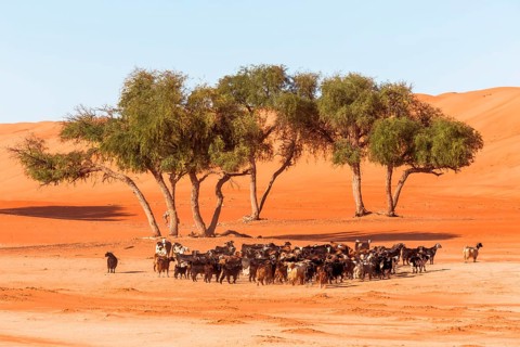 Flock of goats in the desert