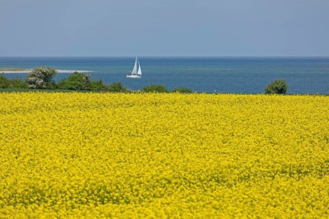 Rape field near Luetjenbrode