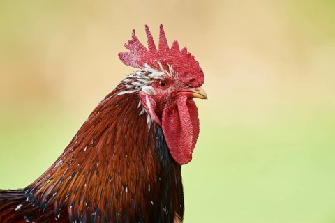 Chicken (Gallus gallus domesticus)