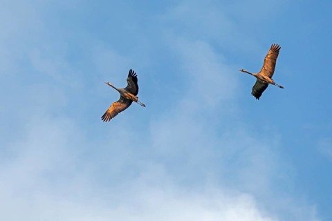 Cranes in flight Common crane (Grus grus)