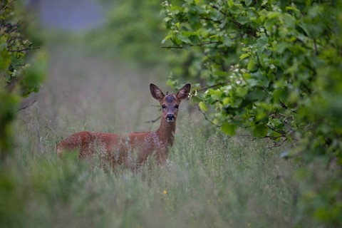 Knopfbock in the vineyard