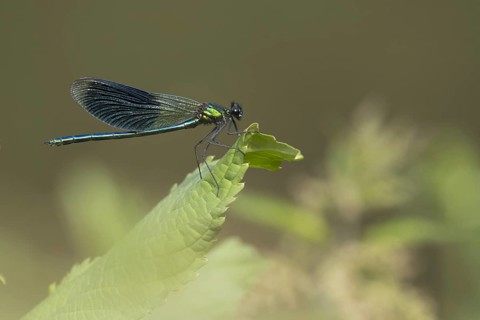 Banded demoiselle (calopteryx splendens)