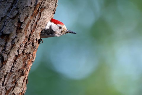 Middle spotted woodpecker (Dendrocopos medius)