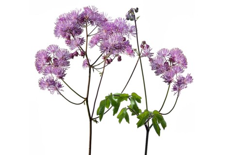Meadow rue (Thalictrum aquilegiifolium) on white ground