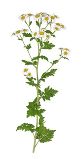 Feverfew (Tanacetum parthenium)