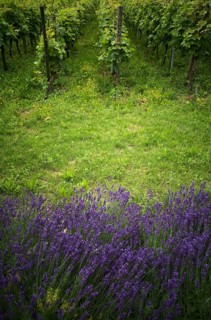 Lavender Common lavender (Lavandula angustifolia) as flowering strip in front of vines