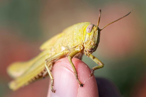 Egyptian locust (Anacridium aegyptium) sitting on a finger
