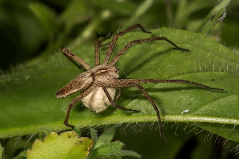 Nursery web spider (Pisaura mirabilis) with egg cocoon