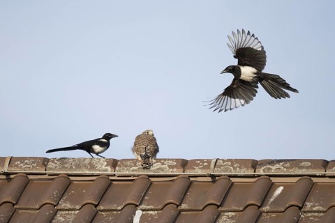 European magpies (Pica pica) attack juvenile Common Common Kestrel (Falco tinnunculus) on house roof