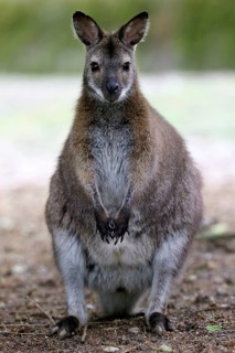 Red-necked wallaby (Macropus rufogriseus)