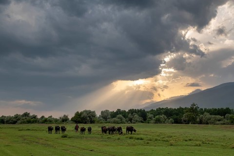 Shepherd with small herd of water buffalo