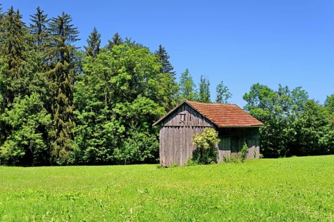 Wooden shed with flowering black elder (Sambucus nigra) Sambucus nigra