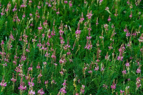 Alfalfa field in Limagne plain