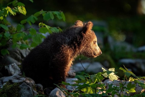 European brown bear (Ursus arctos arctos)