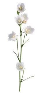 Peach-leaved bellflower (Campanula persicifolia)