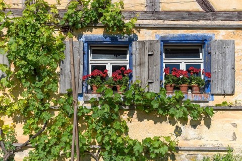Window with geraniums of a crofter's house/vintner's house