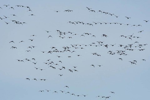Brent Goose (Branta bernicla) in fly on blue sky