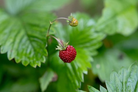 Small wild strawberry
