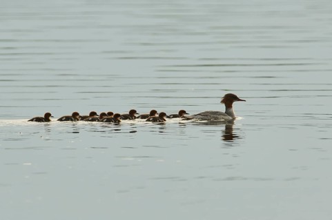 Common merganser (Mergus merganser) or goosander mother with her youngsters swimming in danubia river