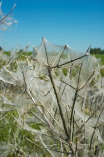 Insect damage by Ermine butterfly (Yponomeutidae) in Ystad