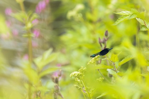 Banded demoiselle (calopteryx splendens)