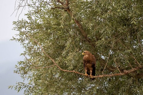 Long-legged Buzzard (Buteo rufinus)