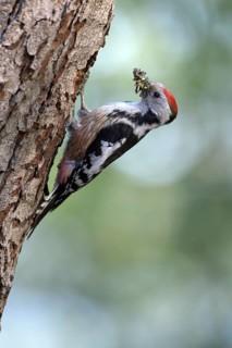 Middle spotted woodpecker (Dendrocopos medius)